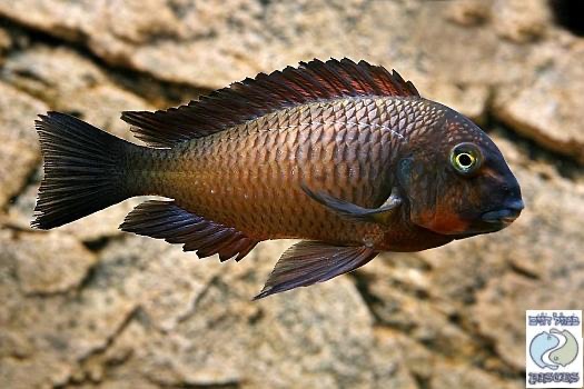 Tropheus sp. 'red' Ndole Bay